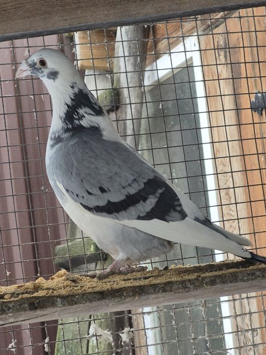 Gołebie Staropolskie