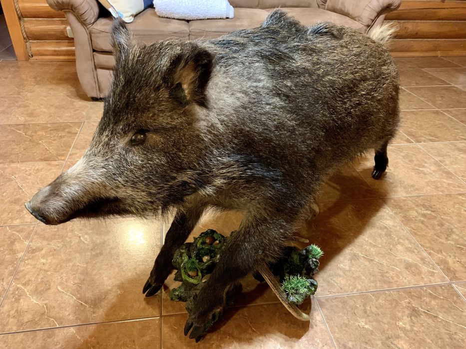 Охотничий трофей тушка чучело кабана в полный рост ручная работа