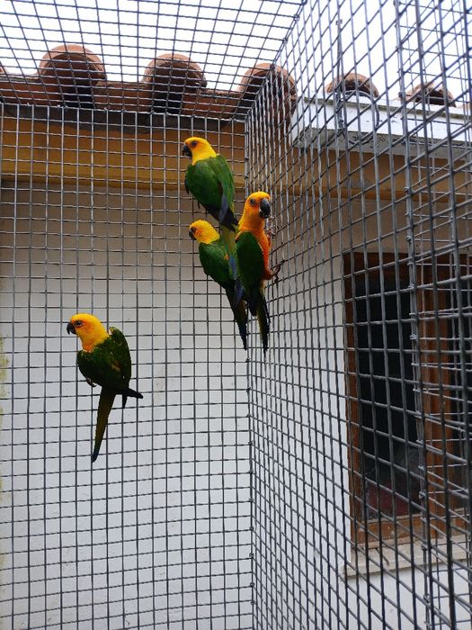 Aratingas de 2024 sexadas.