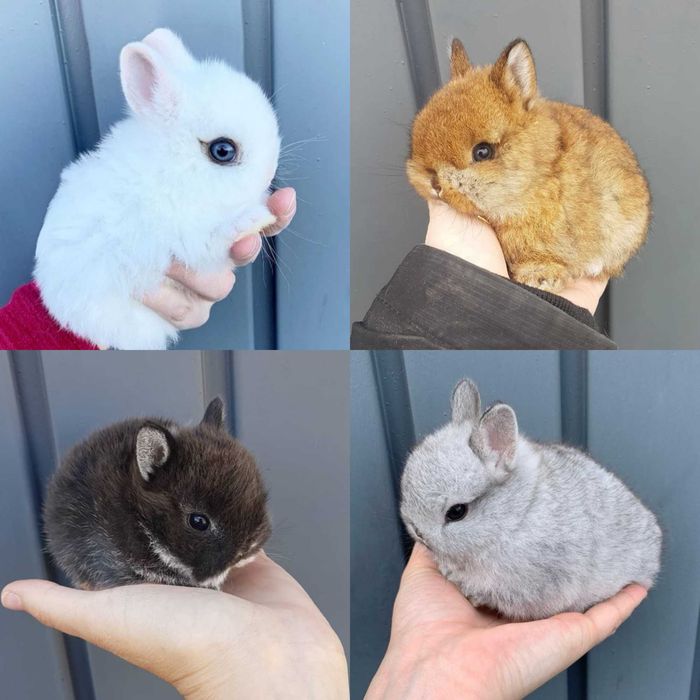 Coelhos anões angorá e holandês mini, garantia de qualidade