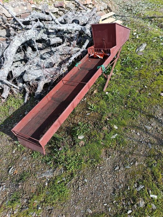 Erguedeira de azeitona.