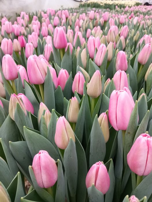 Тюльпани на 8 березня 14 лютого