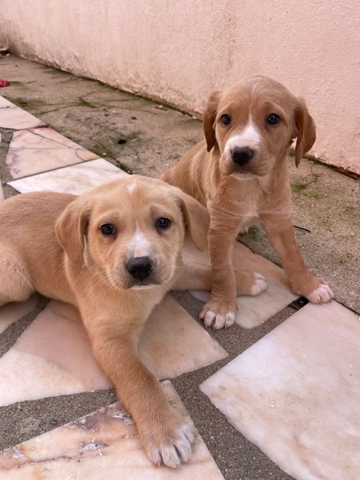 Doam-se macho e fêmea bebés