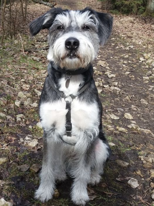 Sznaucer miniaturka suczka adopcja