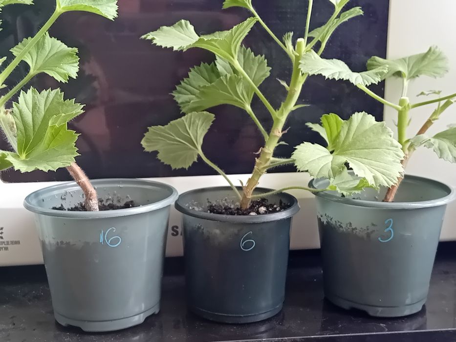 Королівська пеларгонія