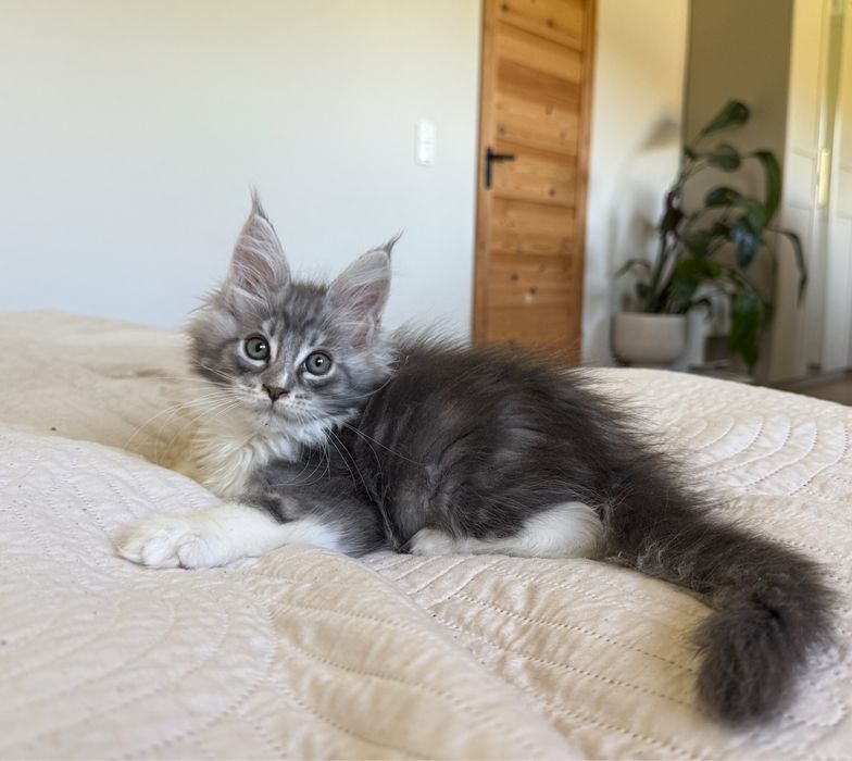 Śliczny kocurek Maine Coon