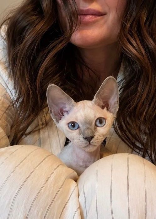 Kotka Devon Rex FIFe