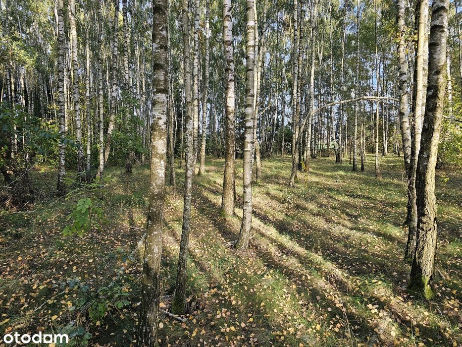 Stary Drewniany Dom Z 1 939 R. 7 791 M² Własny Las Brzozowy Osówka