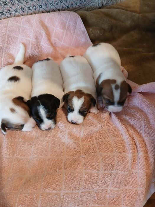 Jack Russell Terrier