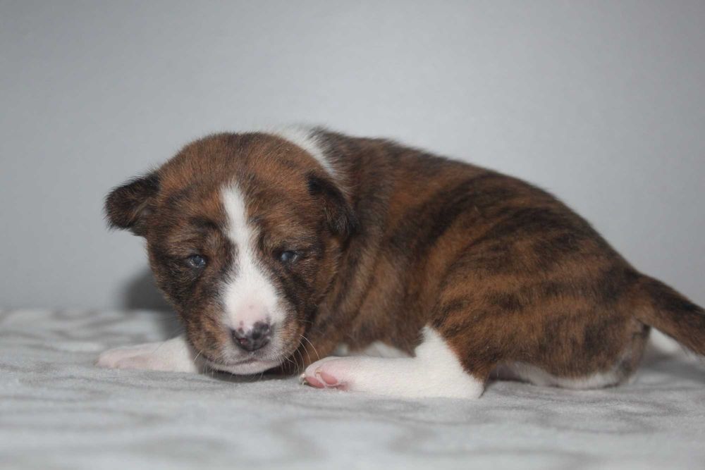 Цуценята басенджі Україна Київ