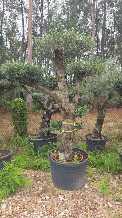 Oliveiras bonsai vários portes