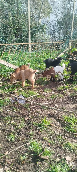 Cabras anãs nascidas em Dezembro '25