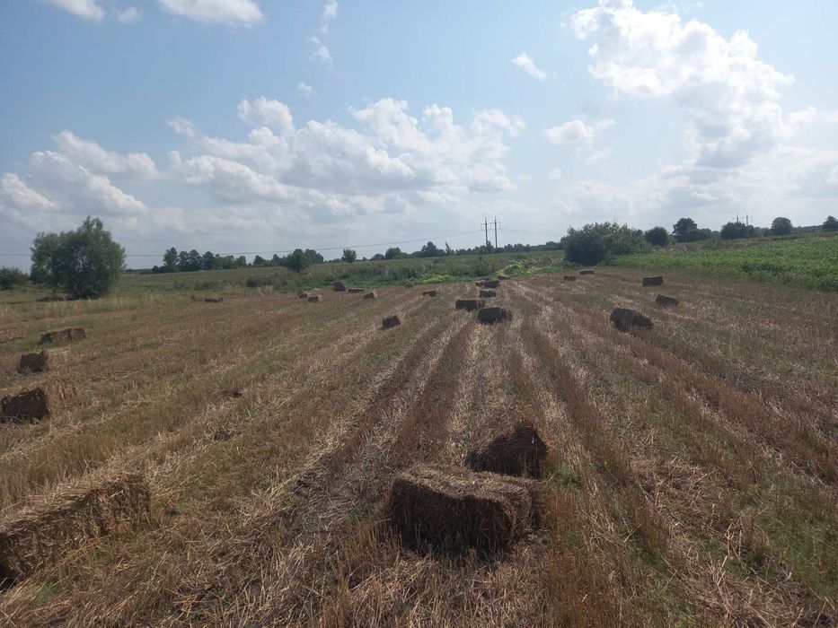 Солома пшенична в тюках врожай 2025р.