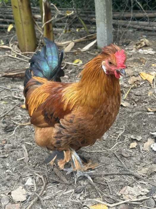 vendo Frangos do Campo