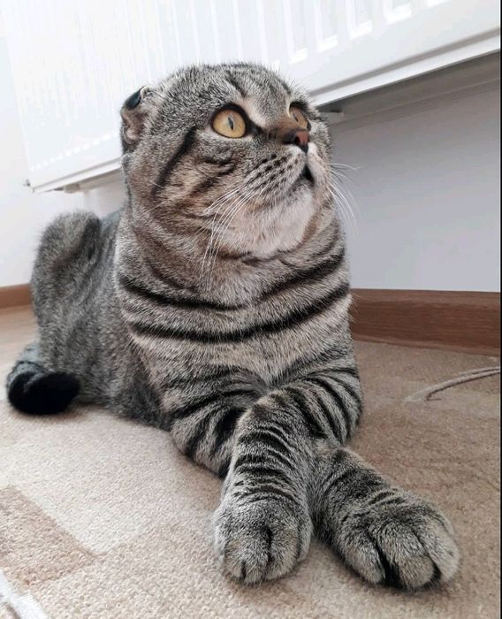 Вязка кота Кіт шукає наречену