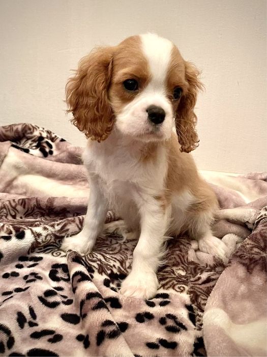 Цуценята Кавалер Кінг Чарльз