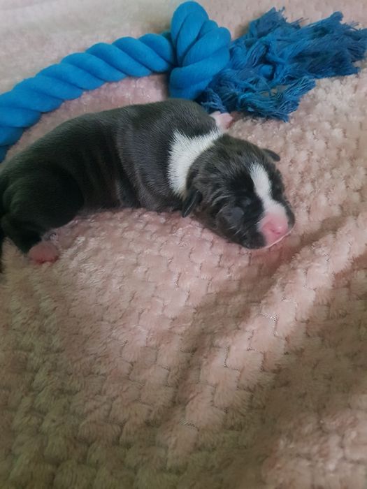 American staffordshire terrier