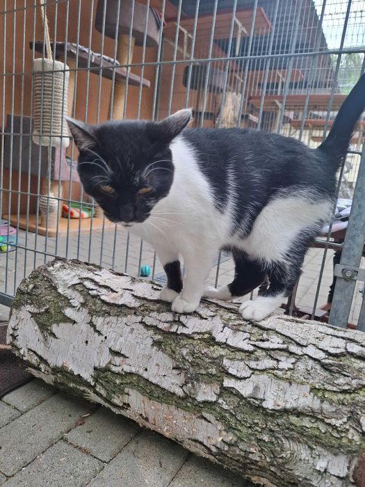 Piękna Kiara od ponad roku w schronisku