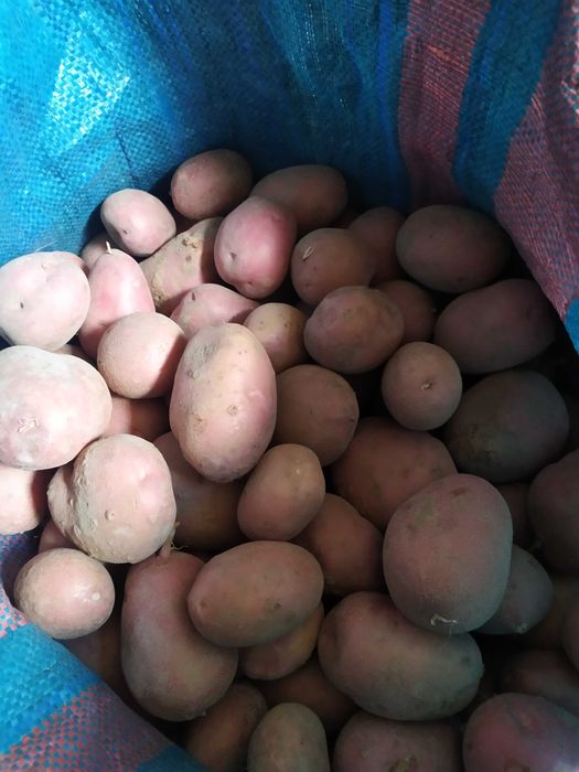 Ziemniaki kartofle ekologiczne Irga