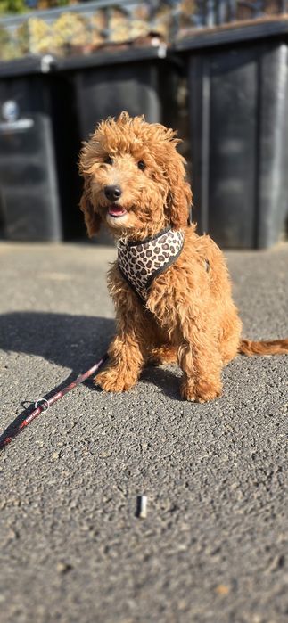 Cockapoo/ dziewczynka