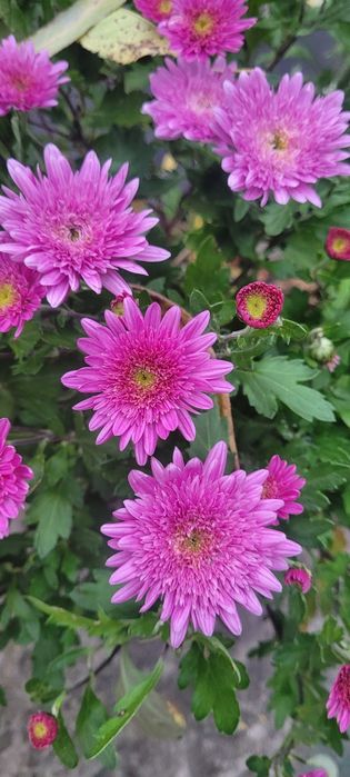 Хризантема мультифлора,  маточні кущі