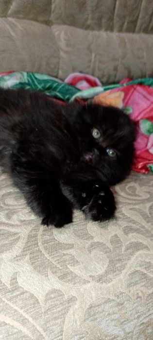 Шотландські кошенята