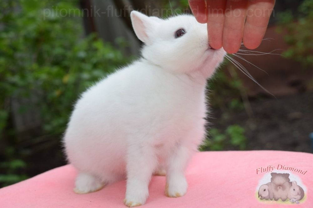 Справжні карликові гермеліни!Є кролики доступні для резерву