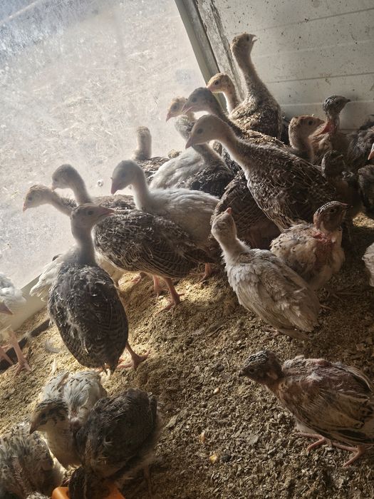 Perus pretos selvagens para venda com 1 mês