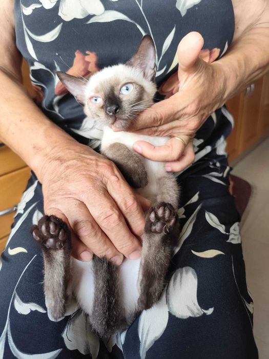 Gatas bebés para adoção consciente