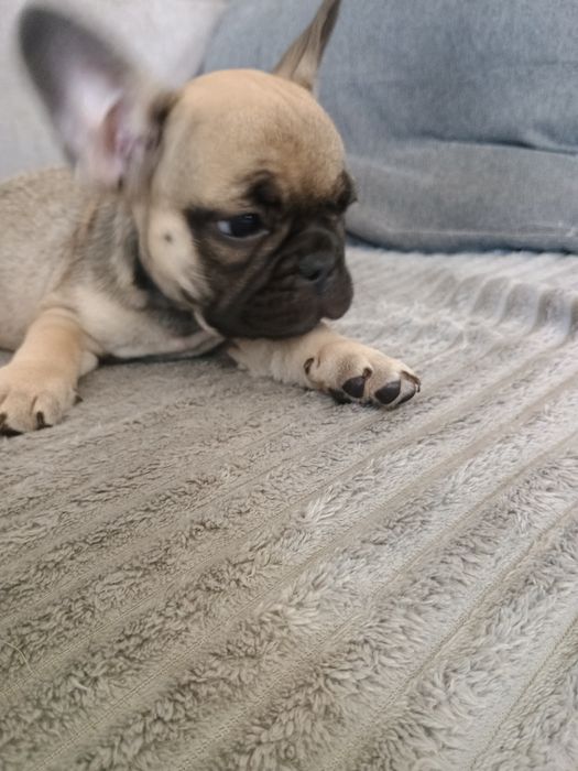 Buldog francuski
