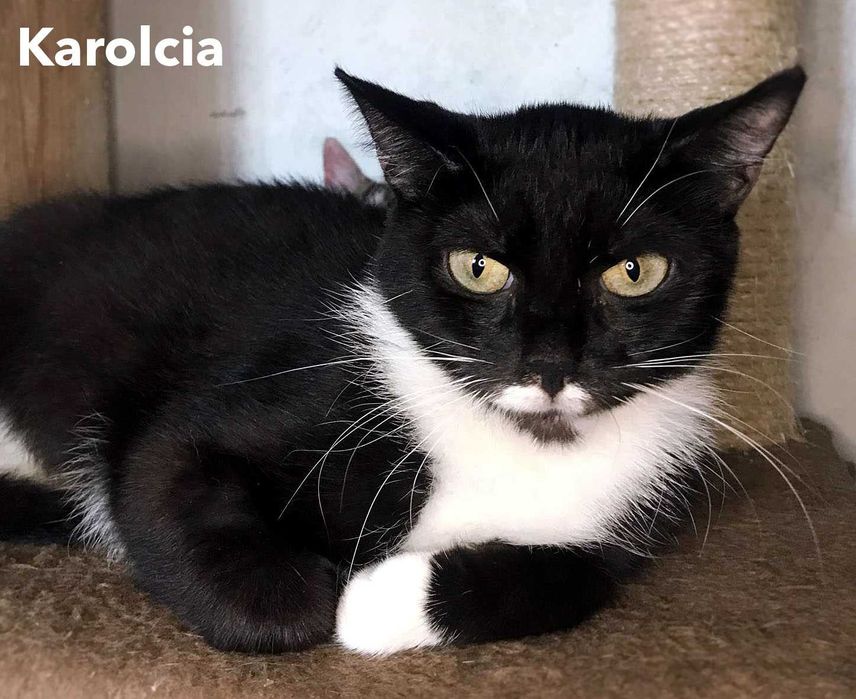 Karolcia szuka domu !
