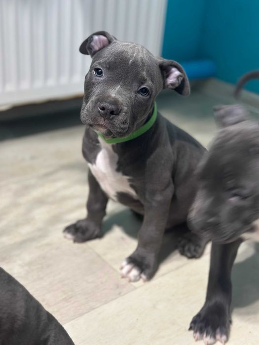 Щенок АСТ цуценя Амстафф американський стафф