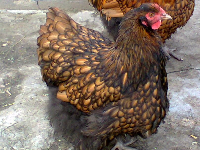 Инкубационное яйцо от кур породы Орпингтон Чёрное Золото