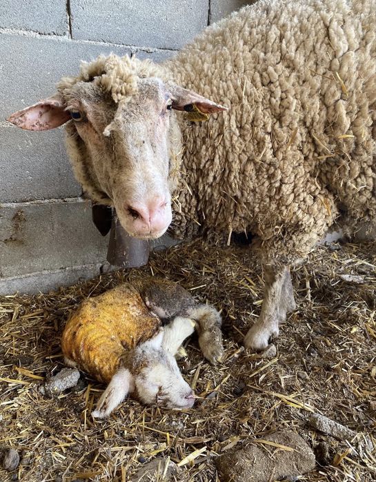 Borrego macho P3 Puro e ovelha cruzada