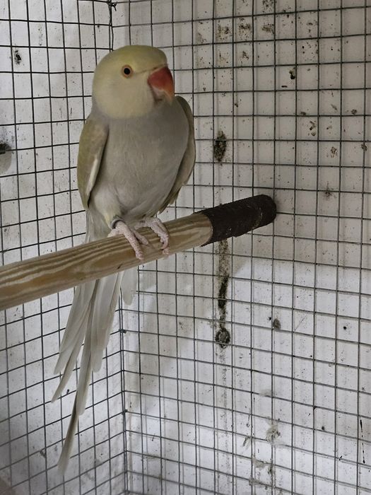 Ringneck para cedencia