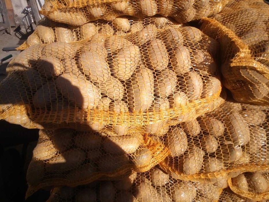 Ziemniaki odmiana jadalna.