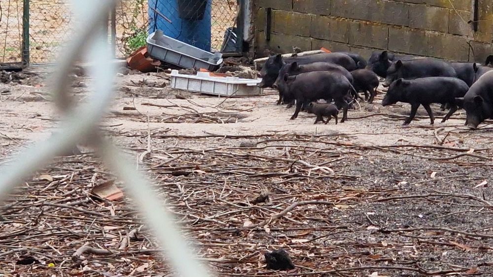 Vendo porcos preto(vietnamita)