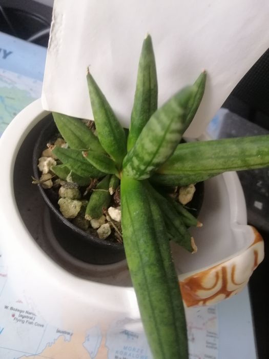 Sansevieria #Hedgehog#Sprzedam #Nadwyzka