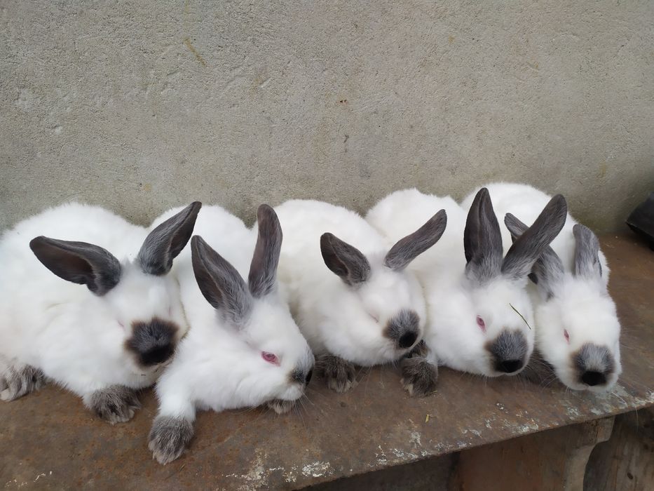 Продаю кролі каліфорнія