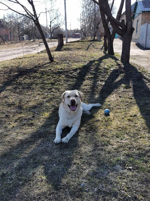 В'язка лабрадора