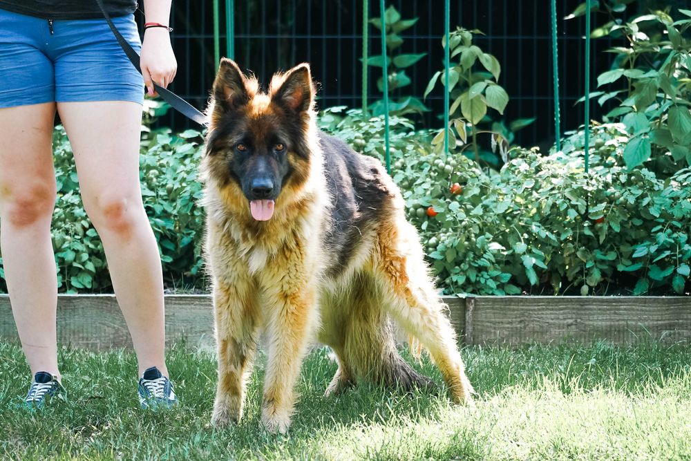 Leon - piękny pies w typie owczarek niemiecki