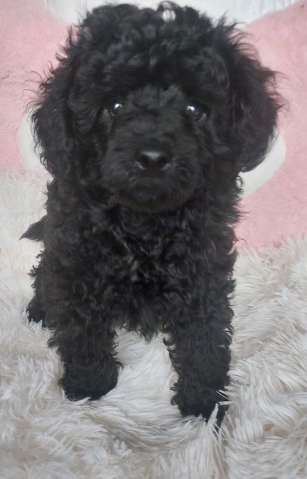 Piękny chlopak czarny pudel miniaturowy FCI