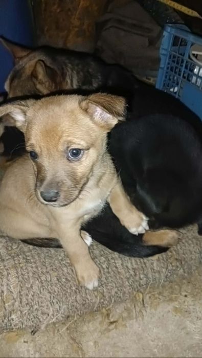 Pieski małe do oddania