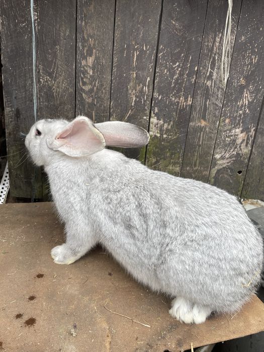 Króliki  Belgijskie