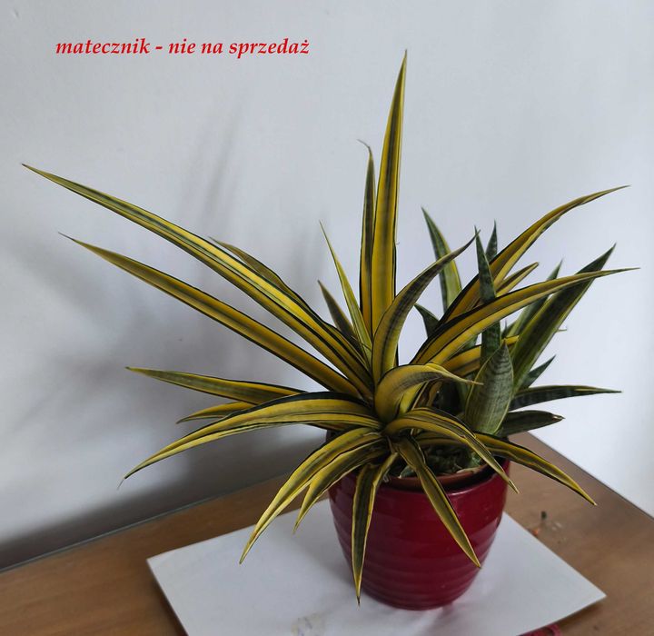 Sadzonka 'Cordova' variegata sadzonka - kolekcjonerska