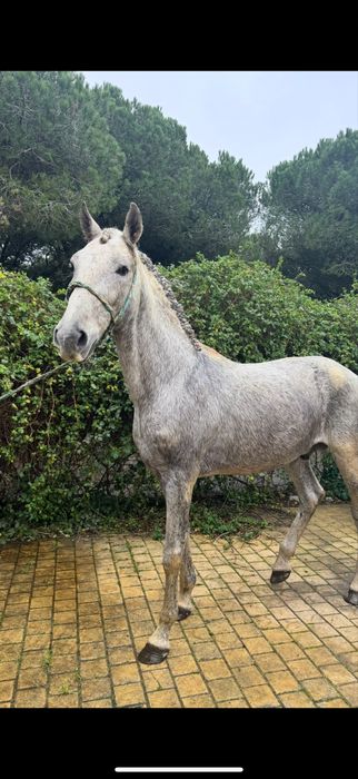 Cavalo bem montado inteiro