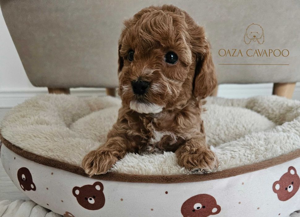 Cavapoo F1B Chłopiec