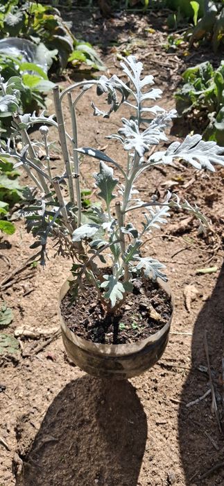 Cinerária Marítima (Jacobaea maritima)