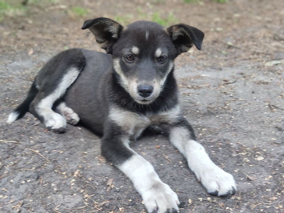 Стерилизованный щенок 4 месяца