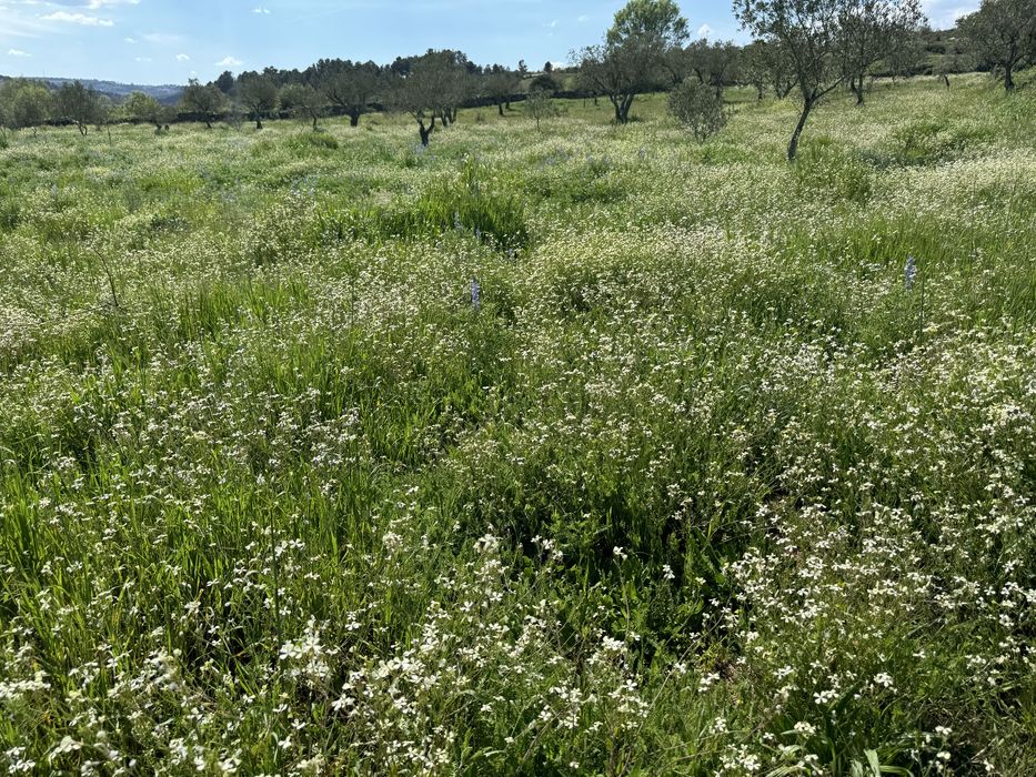 Terreno rustico entre Falachos e vale seixo, perto da estrada.